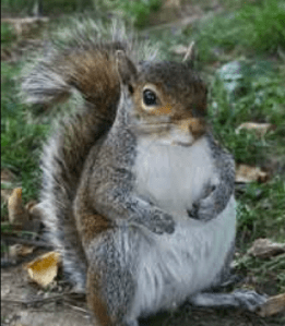 Why is there a picture of a squirrel on this post? Listen to the podcast and find out.